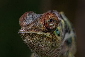 Panther chameleon also known as Furcifer pardalis © Steven Tessy