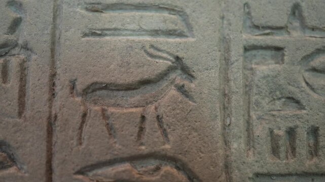Close-up view of egyptian hieroglyphs featuring a gazelle symbol, showcasing ancient writing, culture, and art carved in stone from a pharaonic tomb or temple