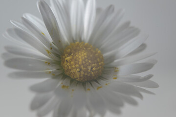 blume gänseblümchen natur pflanze makro © fotorena.de
