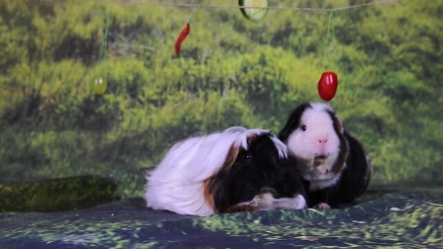 meerschweinchen tier natur nager fressen gem&uuml;se