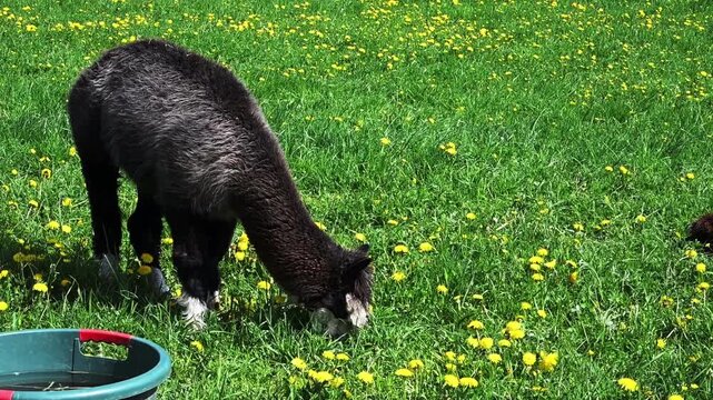 alpaka tier natur lama essen