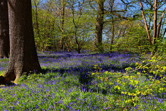 A carpet of Bluebells in full bloom on the floor of woodlands in Kent England UK