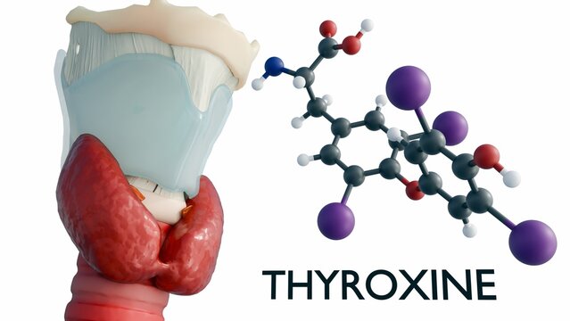 3d rendering of the thyroid gland alongside a thyroxine (t4) molecule. The hormone production essential for regulating metabolism and growth.