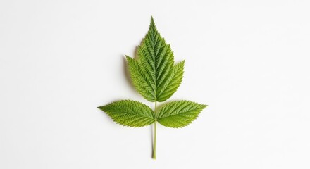Fototapeta premium Close-up of a vibrant green leaf with three leaflets, isolated on a white background, showcasing natural beauty.