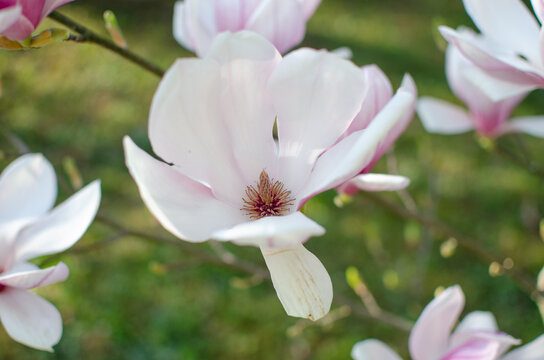  magnolia blossoms &mdash; delicate light pink petals with white edges opening on a branch, set against a blurred green background. The composition emphasizes elegance, softness, and natural beauty in a gar