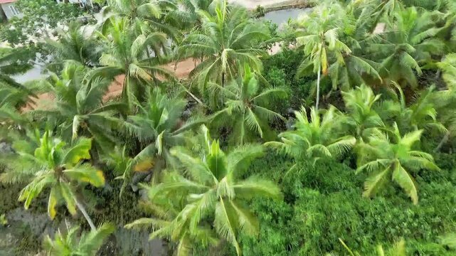 Drone Aerial View Coconut Palm Trees Tropical Forest Near Village