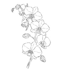 Doodle hand-drawn icon set, outline drawing of an orchid branch, outline drawing of an orchid, vector design set, A Vector orchid line art, hand-painting design set, EPS format, outline drawing © Sabellatint