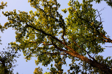 Fototapeta premium The sal tree forest in Kanha National Park