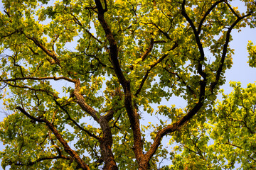 Fototapeta premium The sal tree forest in Kanha National Park