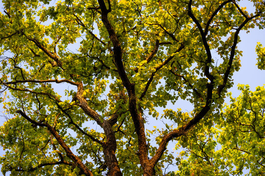 The sal tree forest in Kanha National Park
