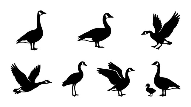 Canada goose silhouette vector set, wild waterfowl bird icons in flying and standing poses, black migratory geese collection for hunting and nature design