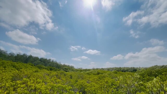 Mangrove forest and sunshine sky