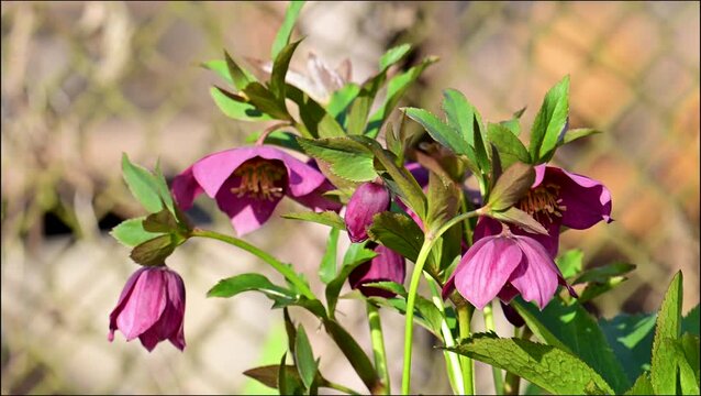 A beautiful spring video of hellebore flowers