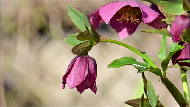 A beautiful spring video of hellebore flowers