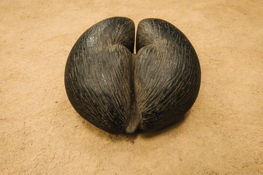 High-angle of a textured coco de mer (Lodoicea maldivica) seed on ochre soil in Vallee de Mai, Praslin, Seychelles.