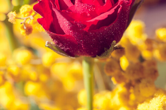 Primissimo piano di una rosa rossa e mimose 