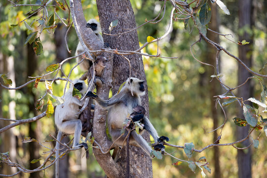 a family of common langurs in a tree