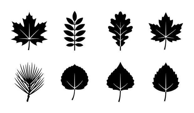 Black leaf silhouette icons set, 8 botanical tree leaf vector elements, minimalist forest foliage shapes, maple oak and pine leaf symbols