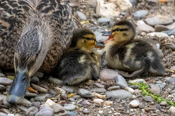 Mutter Ente mit Küken beim Mittagsschlaf © natros