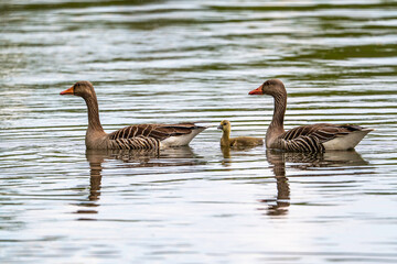 Gänsepaar Familie schwimmend im See mit Küken © natros