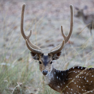 a portrait of a chital deer
