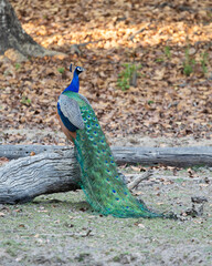 Fototapeta premium a peacock on a dead tree