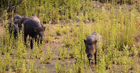 a huge family of indian wild boars © Jurgens