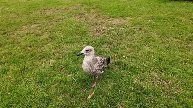 Gimbal Footage of Seagull in Public Park