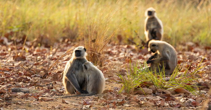a family of black faced langurs 