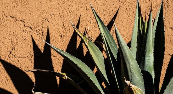 Agave plant leaves cast stark angular shadows on an earthy textured wall in sunlight.