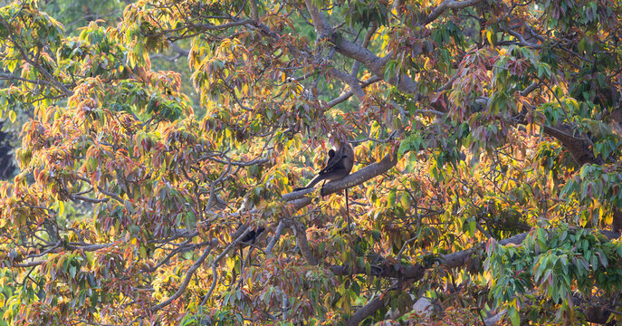 a family of black faced langurs 