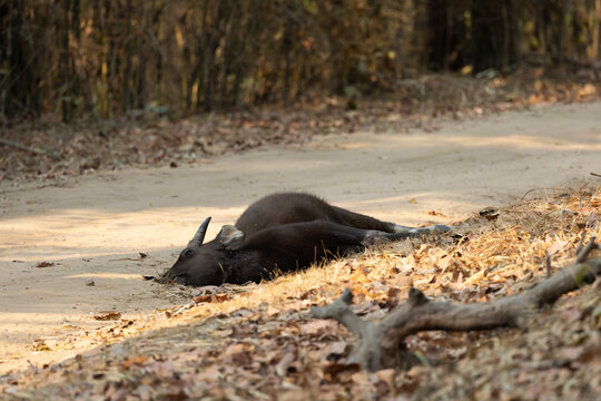 a killed gaur calf in the road