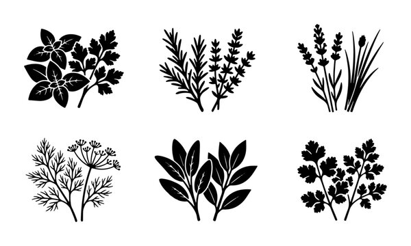 Culinary herbs black silhouette vector set, organic garden herb icons including basil and rosemary, botanical spice plant illustrations for kitchen packaging