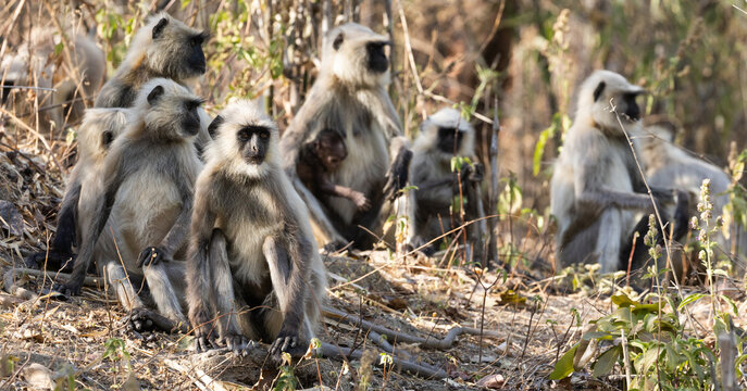 a family of common langur