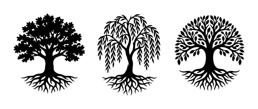 Black tree silhouettes with roots, set of 3 botanical vector icons, oak and willow tree life symbols, minimalist nature graphics for logo design