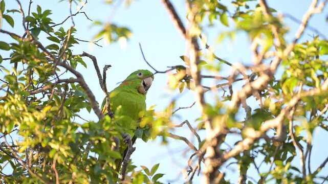 A beautiful Maritaca, (Psittacara leucophthalmus) in a jaboticaba tree in Brazil, basking in the late afternoon sun, selective focus, slow motion.