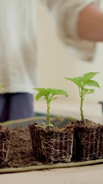 Vertical video: Seeing root plugs, person with rolled sleeves potting seedlings at home, copy space