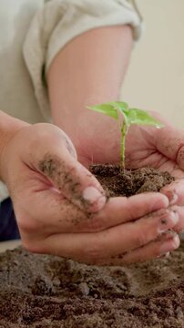 Vertical video: Scooping soil, rolled-sleeve hands planting small seedling at table, securing roots