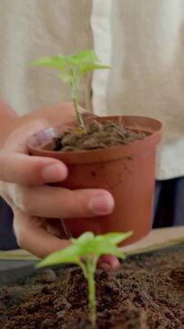 Vertical video: Reaching into tray, person in light shirt potting seedling in small pot at home
