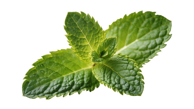 Vibrant green Mint Leaves with Veins and Serrated Edges