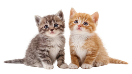 Gray tabby and ginger kitten pair looking directly at camera © Elena