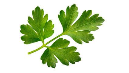 Vibrant green fresh parsley leaves with delicate stems and serrated edges © Elena