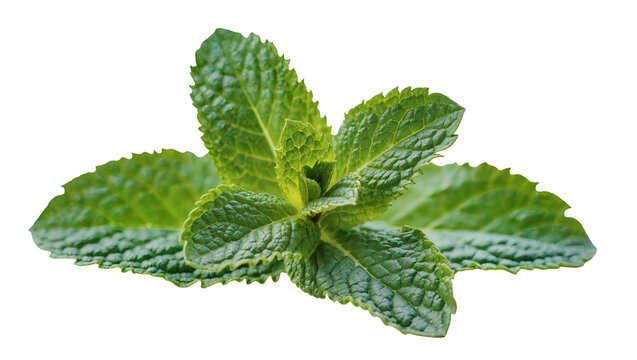 Vibrant green peppermint leaves with textured surfaces