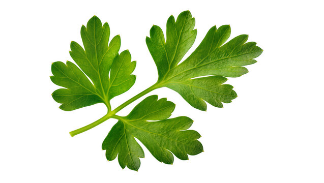 Vibrant green fresh parsley leaves with delicate stems and serrated edges