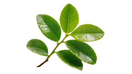 Fototapeta premium Vibrant green branch with five glossy leaves and brown stem
