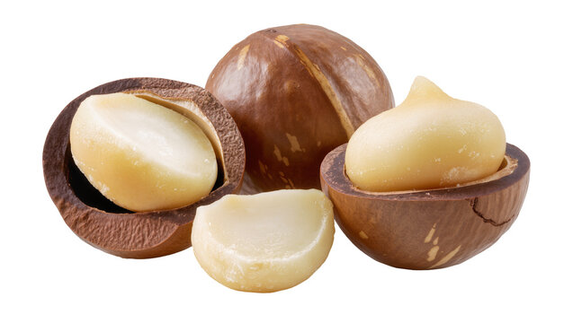 Whole and Halved Macadamia Nuts Displayed in a Group