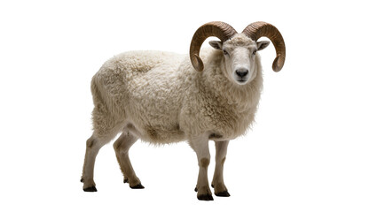 Fototapeta premium Fluffy White and Brown Ram with Curved Horns Standing