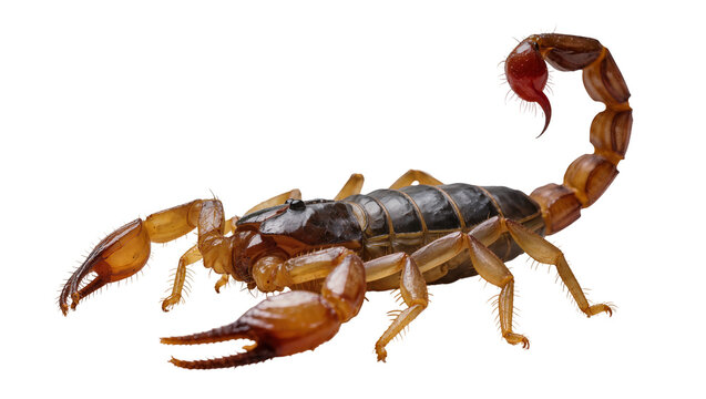 Dark brown scorpion with red stinger and golden claws