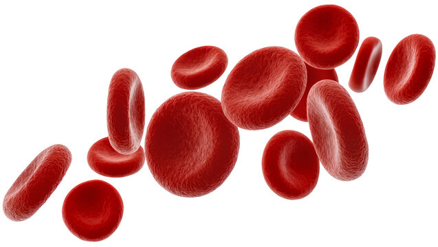 Red blood cells in a cluster, showing cellular structure