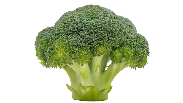 Large fresh green broccoli head with tight florets and stem